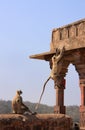 Gray langurs (Semnopithecus dussumieri) playing at Ranthambore F Royalty Free Stock Photo