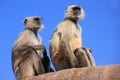 Gray langurs (Semnopithecus dussumieri) sitting at Ranthambore F Royalty Free Stock Photo