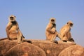 Gray langurs (Semnopithecus dussumieri) sitting at Ranthambore F