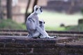 Mother`s love, Gray Langurs Semnopithecus priam female and baby