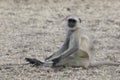 Gray langurs who sits on the ground stretching his legs on a hot