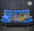 Cat gray on blue divan with hot dog Royalty Free Stock Photo
