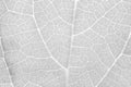 Gray leaf texture Black and white color of leaf texture background, close up of leaf pattern, decorated color of leaf texture Royalty Free Stock Photo