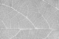 Gray leaf texture Black and white color of leaf texture background, close up of leaf pattern, decorated color of leaf texture