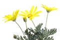 Gray-leaved euryops Royalty Free Stock Photo