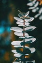 Gray leaves of eucalyptus kruseana Royalty Free Stock Photo