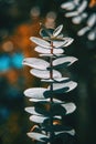 Gray leaves of eucalyptus kruseana Royalty Free Stock Photo