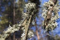 Gray lichen, oak moss, evernia prunastri