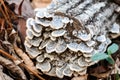 Gray lichen on small rotten log