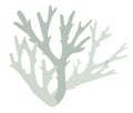 Gray lichen, yagel, deer moss, bush with twigs on a white background