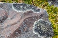 Gray lichens Royalty Free Stock Photo
