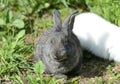 Gray little bunny in green grass in the summer garden