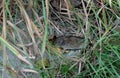 Gray little field mouse