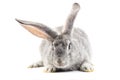 Gray little fluffy rabbit isolated on white background