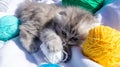 A gray little kitten cat is playing with multicolored skeins of thread on a white bed. A curious little kitten lying on Royalty Free Stock Photo