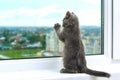 Gray little kitten looks and scratches window. Cat on the windowsill looks at the rain.