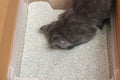 Gray little kitten sits in tray. Toilet with Clumping Cat Litter. Royalty Free Stock Photo