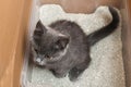 Gray little kitten sits in tray. Toilet with Clumping Cat Litter. Royalty Free Stock Photo