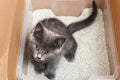 Gray little kitten sits in tray. Toilet with Clumping Cat Litter. Royalty Free Stock Photo