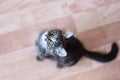 Gray little kitten sitting on the floor in the room. Look at camera Royalty Free Stock Photo