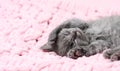 A gray little kitten sleeps on a pink blanket. The kitten sleeps on its back and stretches its paws