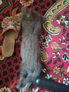 A gray little kitten stretched out to its full height on a red carpet with a pattern next to a slipper Royalty Free Stock Photo