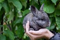 Gray little rabbit in girl`s hands