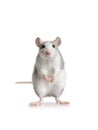 Gray little rat standing on his hind legs over white