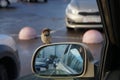 Gray little sparrow sits on the rearview mirror of a car in a parking lot on a sunny day