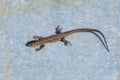 Gray lizard basks in the sun on a sheet of iron