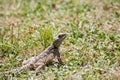Gray lizard in the grass, spring in the meadow Royalty Free Stock Photo