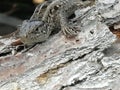 Gray lizard on a log tans