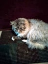 The gray long-haired Siberian cat of Vask guards an entrance door to the apartment on a rug,