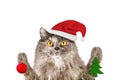 Gray longhaired British cat in Santa hat keeps Christmas toys in their paws, isolated on a white background Royalty Free Stock Photo