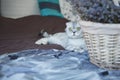 Gray lop-eared cat on the bed next to a basket of flowers. Royalty Free Stock Photo