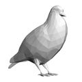 Gray low poly pigeon isolated on white background. 3D. Vector illustration