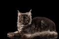 Gray Maine Coon Cat Lying, Looks Curious, Isolated Black Background Royalty Free Stock Photo