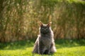 gray maine coon cat sitting on grass in windy backyard