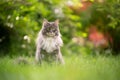 gray maine coon coon cat portrait sitting on grass outdoors