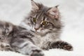 Gray maine coon kitten posing on white background fur Royalty Free Stock Photo