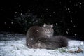 gray maine coon cat with fluffy tail outdoors in snowfall at night