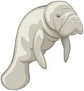 Gray Manatee Against White Background