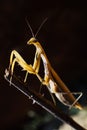 Gray mantis sitting on a branch in the rays of the control of sunlight