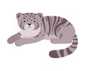 Gray manul. Vector illustration on a white background.