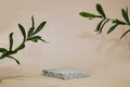 gray marble podium or stone beauty with ruscus plants. Product promotion Beauty cosmetic showcase.