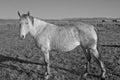 Gray Mare in Black and White
