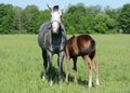 Gray mare with a foal Royalty Free Stock Photo