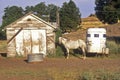 Gray mare in front of barn with horse trailer, WA