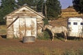 Gray mare in front of barn with horse trailer, WA