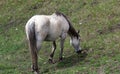 Gray Mare Grazing